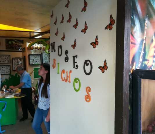 Bug and Insect Museum Queretaro Bug and Insect Museum Queretaro