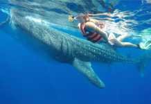 Whale Shark Cancun Whale Shark Cancun