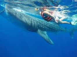 Whale Shark Cancun Whale Shark Cancun
