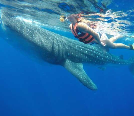 Whale Shark Cancun Whale Shark Cancun