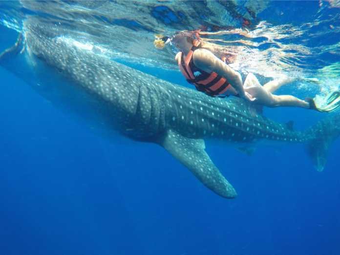 Whale Shark Cancun