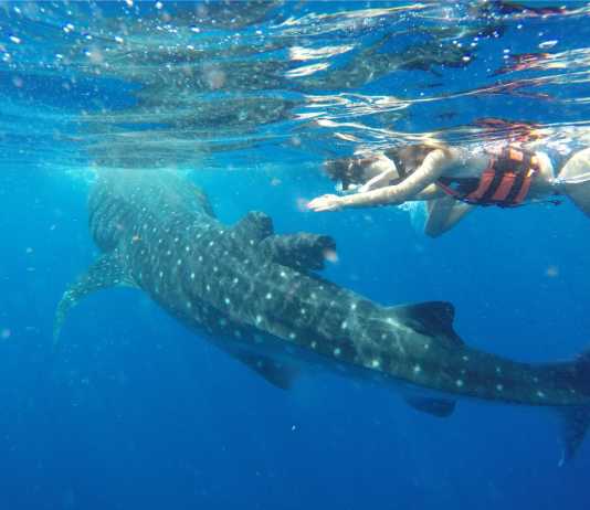 Whale Shark Season Cancun Whale Shark Season Cancun