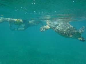 Snorkeling with Turtles in Cancun